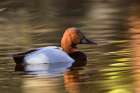 Canvasback duck Botanical Print